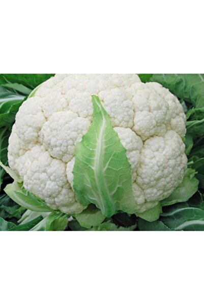 Köy Tohumları 150 Adet Tohum Kaliteli Organik Tohumu Karnıbahar Tohumu Yerli ...