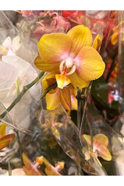 denizingarden Doritaenopsis Orkide (ithal sarı orkide)