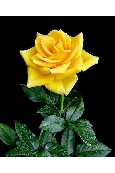 Köy Tohumları 15 Adet Adet Tohum Nadir Sarı Gül Tohumu Osmanlı Saray Bahçe Gü...