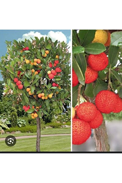 Bahçem Fidancılık Koca yemiş - Dağ çileği fidanı