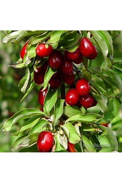 Köy Tohumları 5 Adet Tohum  Organik Şifalı Bitki Kızılcık Ağacı Tohumu Hediye...