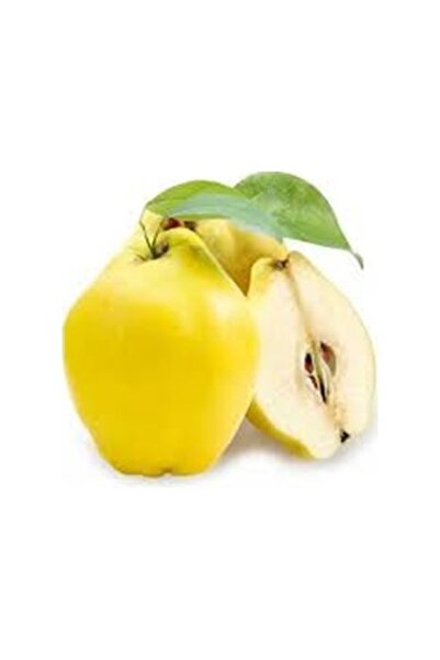 Köy Tohumları 5 Adet Nadir Sarı Ekmek Ayvası Ağacı Ayva Ağaç Tohumu Hediye Tohum