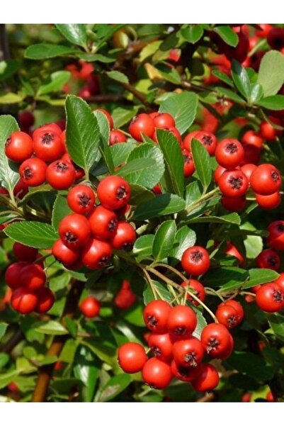 taşkar peyzaj Kırmızı Ateş Dikeni Pyracantha Red Column, Saksıda