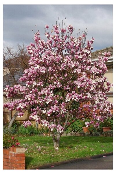 Köy Tohumları 10 Adet Tohum Nadir Pembe Manolya Ağaç Tohumu Sürpriz Hediye To...