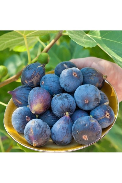 Köy Tohumları 50 Adet Tohum Nadir Organik Siyah İncir Ağacı Tohumu Ballı Yaş ...