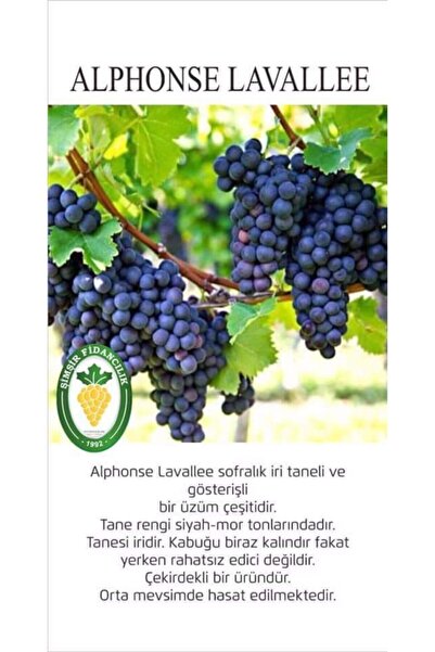 Alfonse Üzüm Fidanı