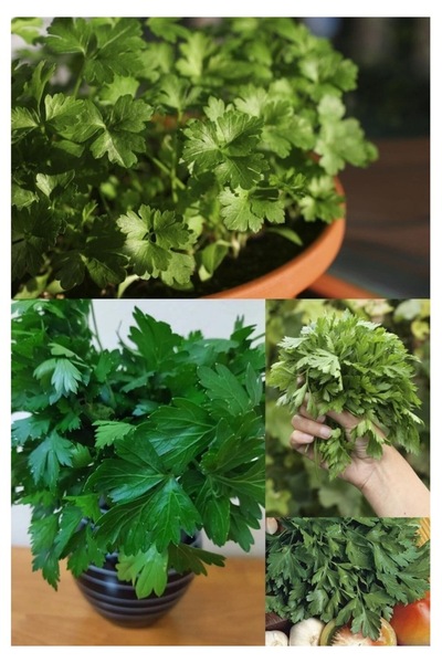 Köy Tohumları 100 Adet Tohum Nadir Yeşil İthal İtalyan Madonoz Maydanoz Tohum...