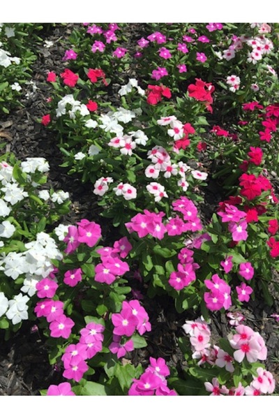 Köy Tohumları 20 Adet Tohum Nadir Buılunan Karışık Cezayir Menekşesi Menekşe ...