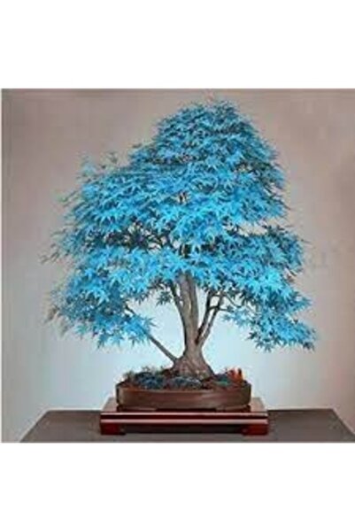 Köy Tohumları 10 Adet Tohum Nadir Mavi Akçaağaç Bonsai Tohumu Sürpriz Hediye ...