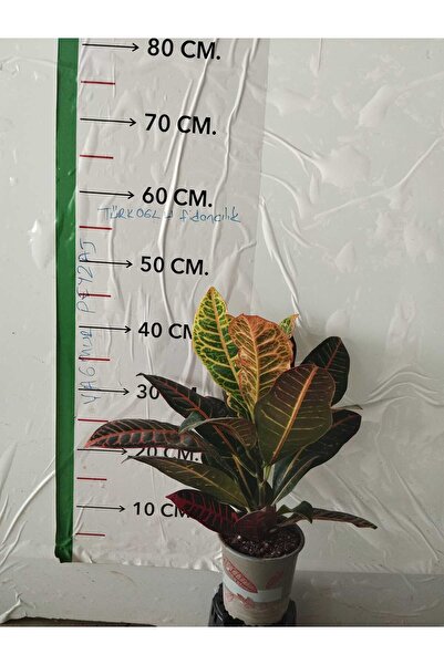 Genel Markalar Kroton Bitkisi - Large (Kraton - Croton Petra)