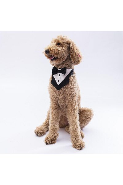 Pawstar Black Tuxedo Cat Dog Scarf Pet Bandana