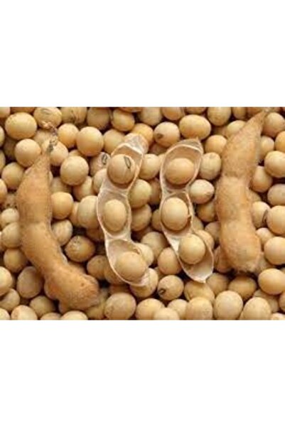 Köy Tohumları 150 Adet Tohum Organik Ata Tohumu Soya Fasulyesi Fasülye Tohumu Taze Hasat Tohum Hediye Tohumlu