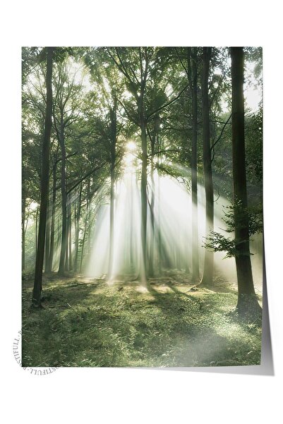 Postifull Morning Forest Poster, Çerçevesiz Duvar Posteri, Dikey Duvar Tablos...