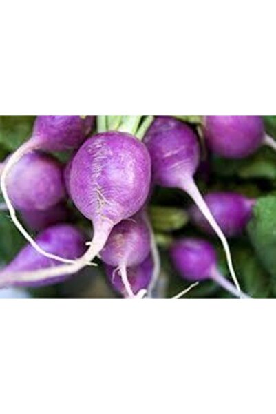 Köy Tohumları 200 Adet Tohum  Ata Tohum Çift Malı Yerli Mor Turp Tohumu Taze ...