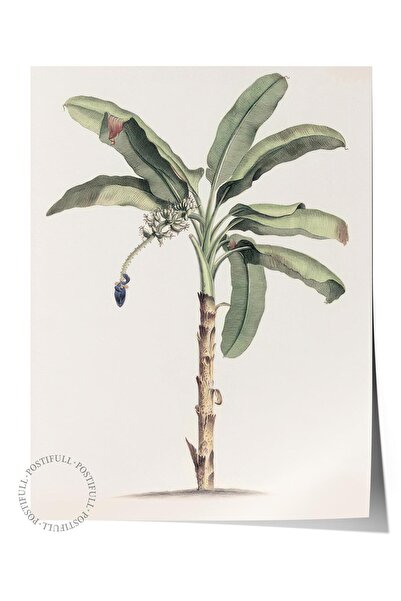 Postifull Vintage Banana Tree Poster, Çerçevesiz Duvar Posteri, Dikey Duvar T...
