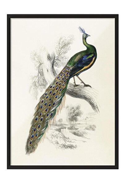 Postifull Pictură înrămată cu portret de păun, cadru negru și poster, pictură...