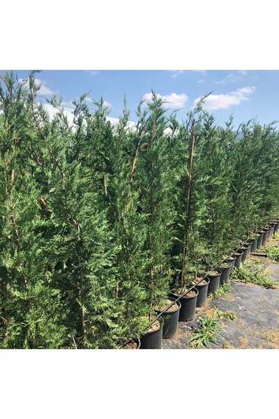 FİDAN SEPETİM Leylandi ( Cupressocyparis leylandii ) 200-220cm