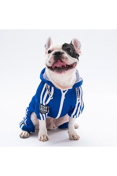 Pawstar Saks Blue Dog Jumpsuit - Race Small Tracksuit, Outfit