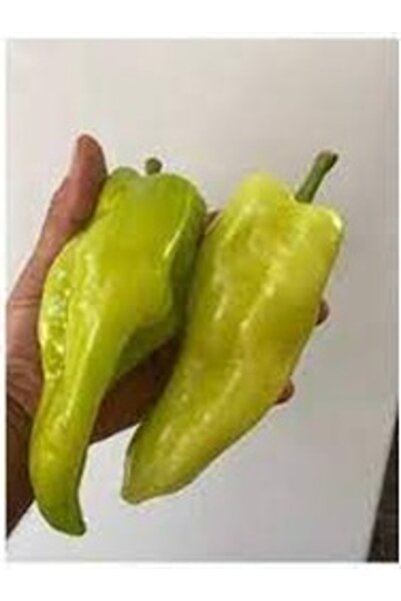 Köy Tohumları 150 Adet Tohum Yeşil Acı Kale Biberi Tohumu Sürpriz Hediye Tohumlu