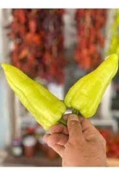 Köy Tohumları 50 Adet Tohum Yeşil Organik Hasat Taze Kale Biber Tohumu Ata Köy Tohumu Saksı Toprak Hediye