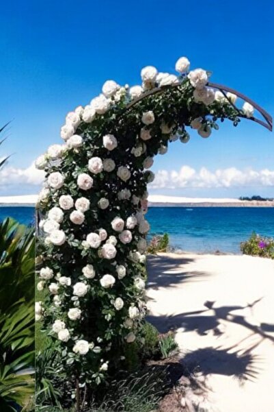 Nura Botanik Beyaz sarmaşık Double cins gül saksılı/tüplü dikime hazır 15-30cm