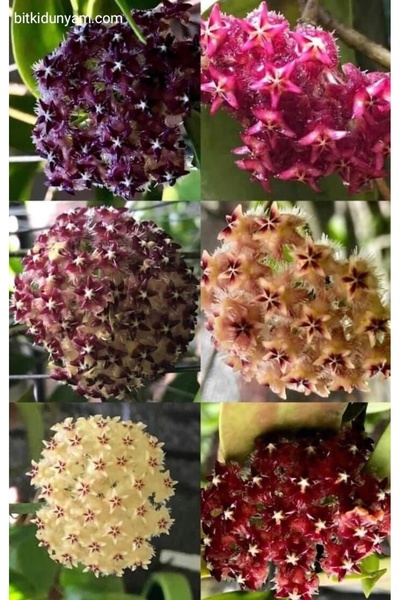 Yades 6 adet mum çiçeği fidanı 6 ayrı renkte