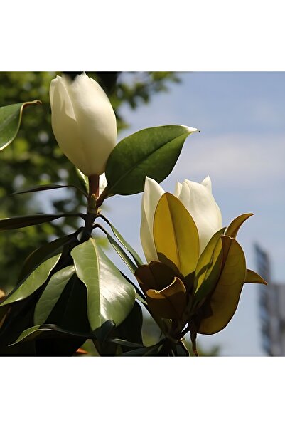 CC Manolya 120-150 Cm Beyaz Çiçekli