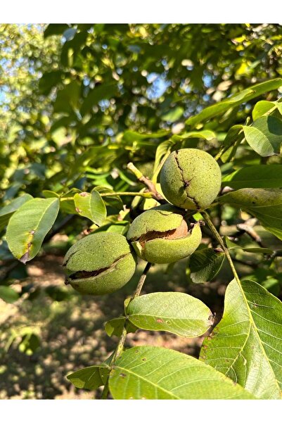 Madame Agro Ceviz - Chandler Cinsi Yeni Mahsül 1 Kg