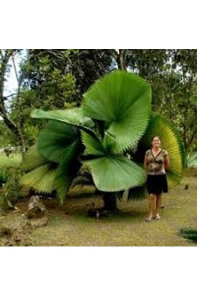 Köy Tohumları 1 Adet Tohum Nadir Organik Liviston Palmiye Tohumu İthal Yeşil ...