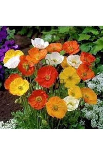 Köy Tohumları 200 Adet Tohum Hobi Balkon Susam Çiçeği Tohumu Taze Hasat Tohum...