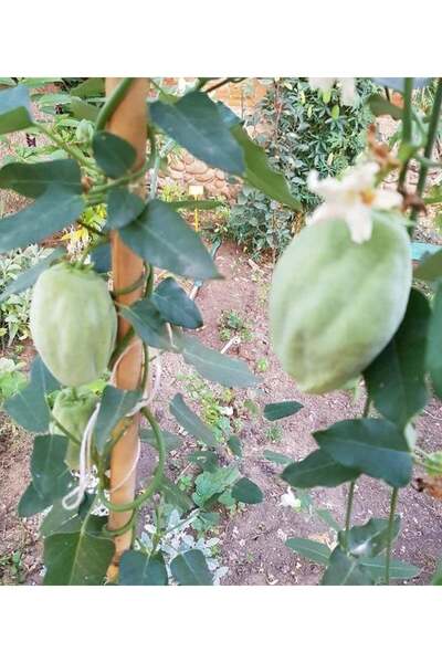 CC Ağaç Bamyası (Araujia Sericifera) Fidesi 90-140 cm