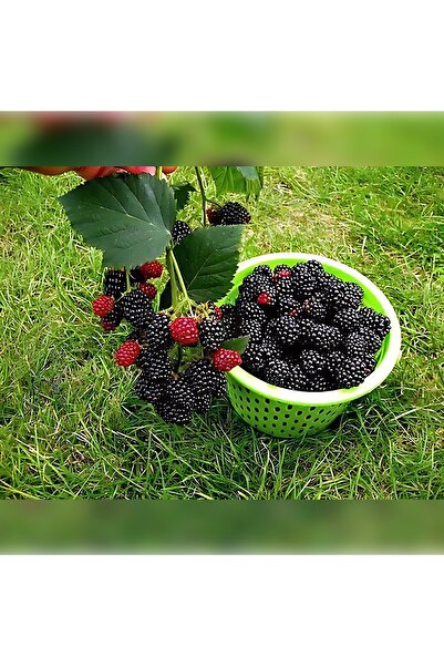 CC Jumbo Böğürtlen 30-60 Cm Boyunda Tüplüdür