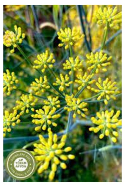 Köy Tohumları 50 Adet Tohum Nadir Yabani Kır Tarhana Otu Tohumu Şifalı Bitki ...