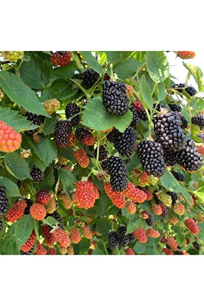 CC Jumbo Böğürtlen 30-60 Cm Boyunda Tüplüdür