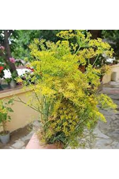 Köy Tohumları 100 Adet Tohum Nadir Yabani Sarı Tarhana Otu Bitki Tohumu Taze ...