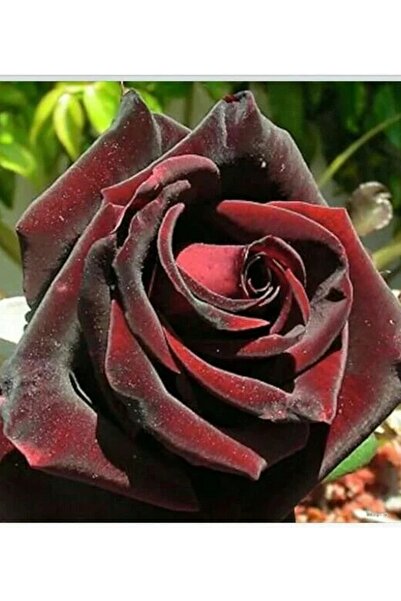 CC Kırmızı Kadife Gül Koyu 50-80 Cm