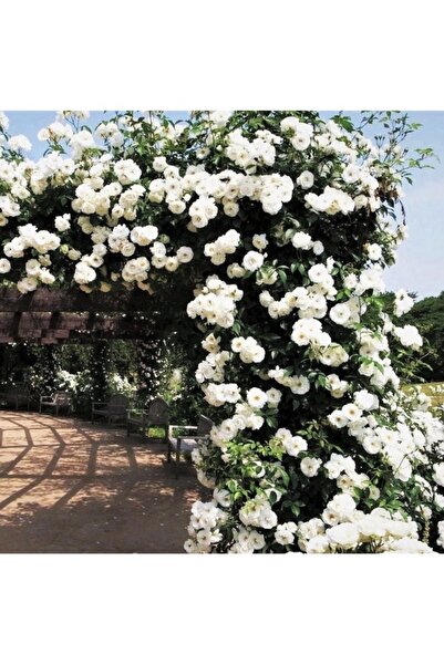 Köy Tohumları 10 Adet Tohum Nadir Sarı Sarmaşık Gül Tohumu Saksı Toprak Hediye