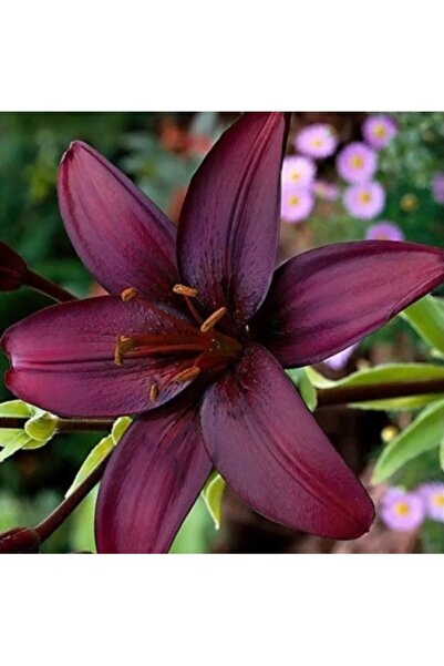 Köy Tohumları 10 Adet Tohum Nadir Kırmızı Zambak Çiçeği Tohumu Saksı Toprak H...