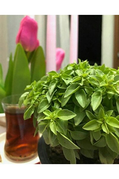 Köy Tohumları 20 Adet Tohum Nadir Sinek Kanadı Fesleğen Çiçeği Tohumu Saksı T...