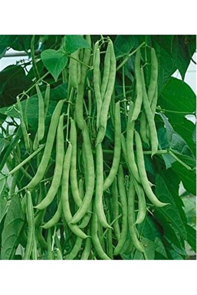 Köy Tohumları 200 Adet Tohum Organik Hobi Bahçe Sırık Ayşe Kadın Fasulyesi Fa...