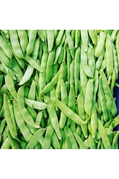 Köy Tohumları 50 Adet Tohum Kılçıksız Oturak Ayşe Kadın Fasulyesi Köylü Ata T...