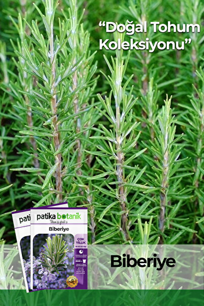Patika Botanik 50 Adet Biberiye (ROSMARİNUS OFFİCİNALİS) Tohumu