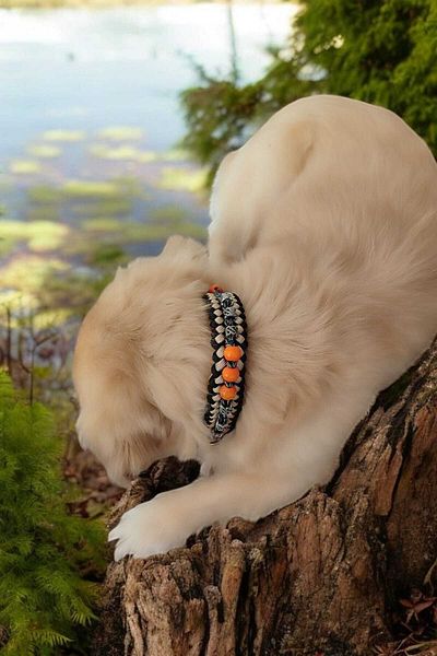 Urz Kids Paracord Leash with Small Breed and Bead Detail