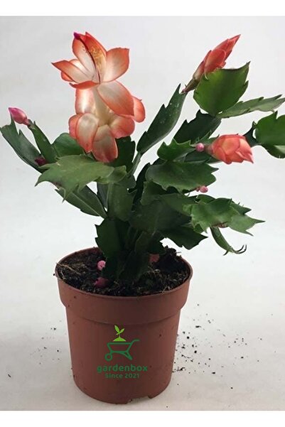 Gardenbox Yılbaşı Kaktüsü Somon Rengi Yılbaşı Çiçeği 10-15cm Schlumbergera Tr...