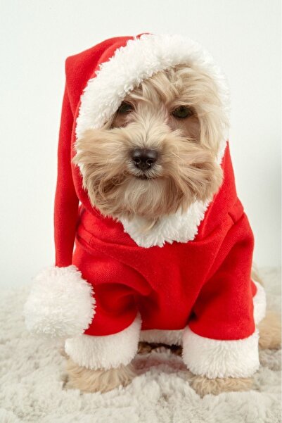 Buddy Store Yılbaşı Kıyafeti Elbisesi kıyafetleri - Kedi Ve Köpekler İçin Mutlu Noeller (NOEL)