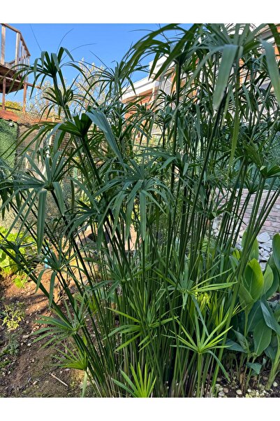 Fidan YILBAŞİ OZEL- Japon Şemsiyesi I 60 -70 Cm Bakımı Kolay Bitki - PLUS HEDİYE