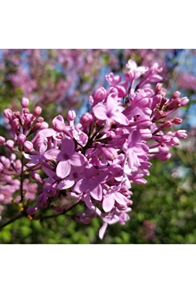 FİDAN SEPETİM 3 yaş Leylak Fidanı (Syringa Chinensis)