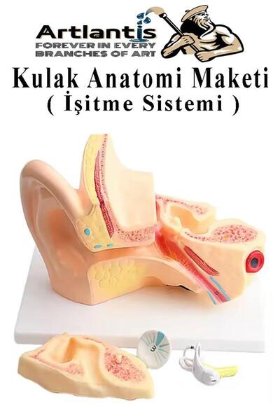 Artlantis Kulak Anatomisi Modeli 1 Adet İnsan İşitme Sistemi Ses Anatomik Mod...