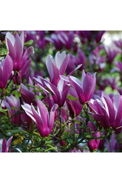 lalaahmetbotanik Saray Lalesi(yaprak Döken Manolya) 130-150 Cm. 24cm. Çapında...