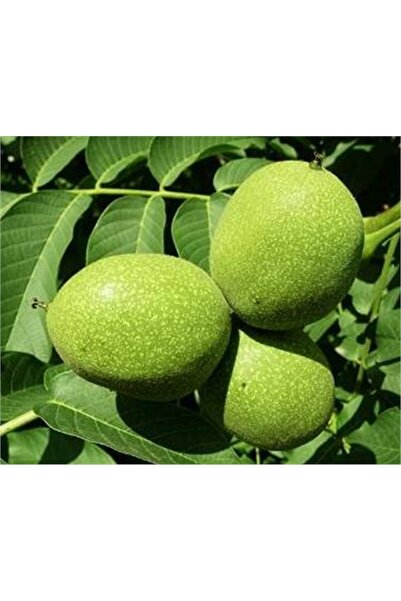 atlas fidan peyzaj Fernor Ceviz Fidanı ( Tüplü ) 40-60 Cm